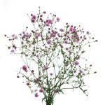 ⁦גיפסנית צבועה⁩ – תמונה ⁦2⁩