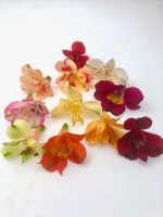 ⁦אלסטרומריה⁩ – תמונה ⁦2⁩