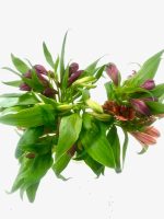 אלסטרומריה