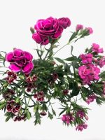 ⁦ציפורן בטרפלי⁩ – תמונה ⁦2⁩