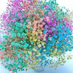 גיפסנית צבועה